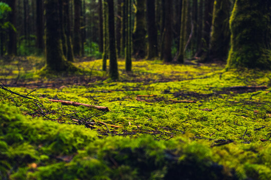 Rainforest on the Pacific coast with ground full of moss and tall trees