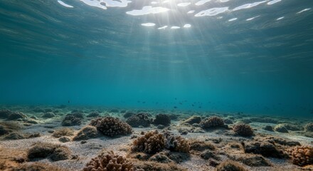 Fototapeta premium Underwater coral reef