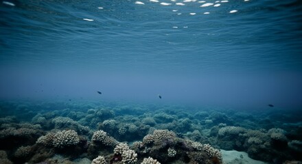 Underwater coral reef