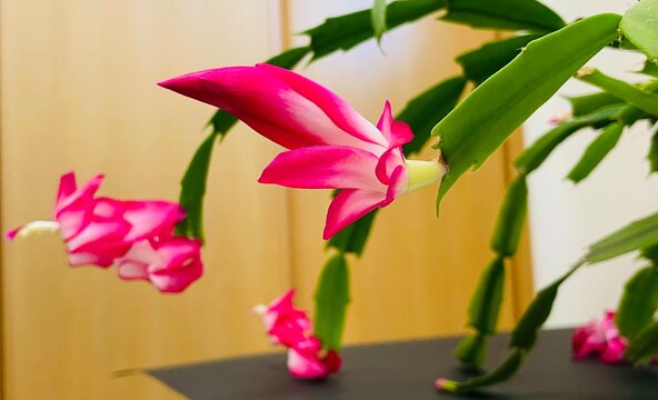 シャコバサボテンの花/開花❶