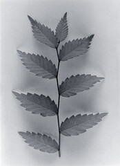 leaf on black background