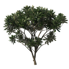 Frangipagi, kamboja, plumeria, evergreen, small tree, bush, light for daylight, easy to use, 3d render, isolated