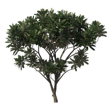 Frangipagi, kamboja, plumeria, evergreen, small tree, bush, light for daylight, easy to use, 3d render, isolated