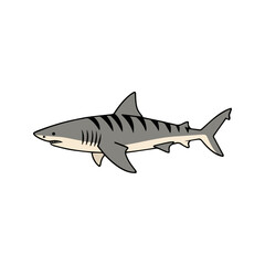 Obraz premium Flat vector illustration of a tiger shark with gray body, tiger stripes, streamlined shape, sleek and minimal design, modern aesthetic