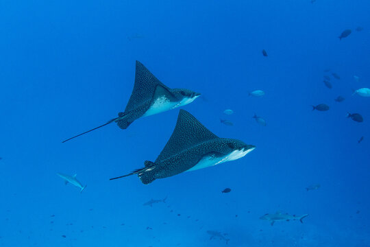 Eagle ray, French Polynesia