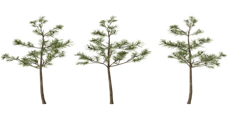 Obraz premium Three Pine Trees, 3D Render