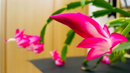 シャコバサボテンの花/開花❹