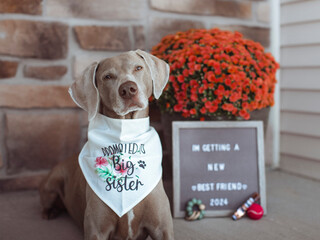 Weimaraner Big Sister Announcement - Little Sister Baby Puppy Announcement