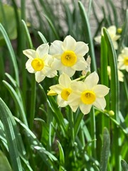 Obraz premium Flowers