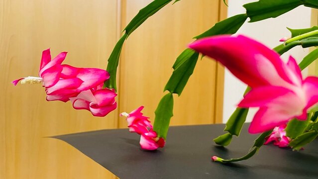 シャコバサボテンの花/開花❻