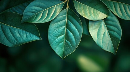 Obraz premium Close-up of lush green leaves with intricate textures and vibrant colors.