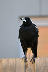 Portrait of an Australian magpie perched atop a wooden fence, the bird standing in an upright manner