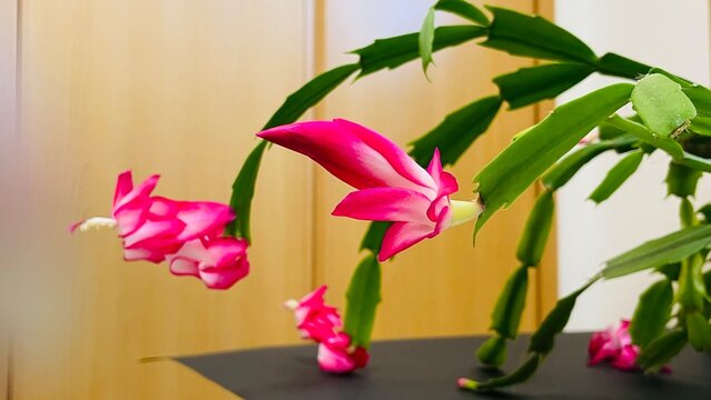 シャコバサボテンの花/開花❼