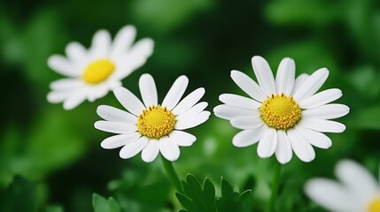 Fototapeta premium A close-up of three white daisies with yellow centers, surrounded by lush green foliage.