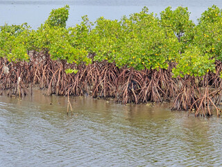 mangrove trees on the coast. The concept of protecting the coastal environment and marine biota habitat. mangrove forest