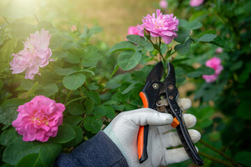 The gardener's hand with scissors.Grafting pruner for pruning roses with pink flower, green leaves and glove. Pruning flowers in the garden.