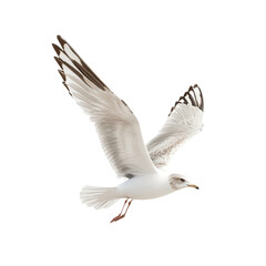 Fototapeta premium A seagull in mid-flight with outstretched wings, showcasing its white feathers and distinct markings, white background, transparent background.