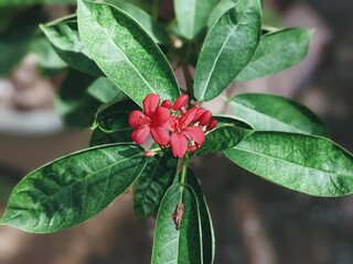 This is a red colour beautifull flower i don't know exactly name of this but i get this randomly shot 