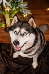 Obraz premium Portrait of a husky dog ​​sitting next to a Christmas tree, top view.