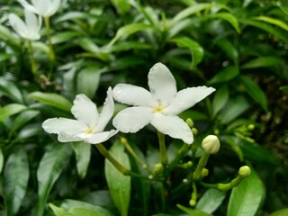 Attractive white flowers, background wallpaper.