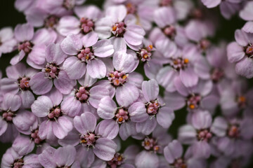 Flowerhead of Achillea millefolium - yarrow - common yarrow - Asteraceae © Collpicto