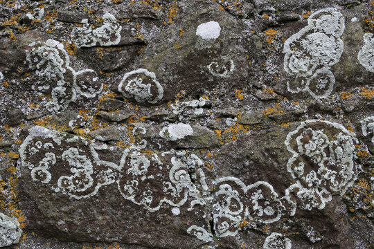 Lichen on granite stone - Dunnottar Castle - Stonehaven - Aberdeenshire - Scotland - UK