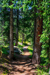 Obraz premium Trail amongst the pines