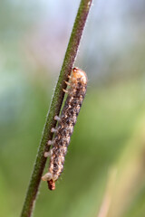 Naklejka premium Caterpillar - Larval stage of Hadena rivularis on a Silene plant - Lepidoptera