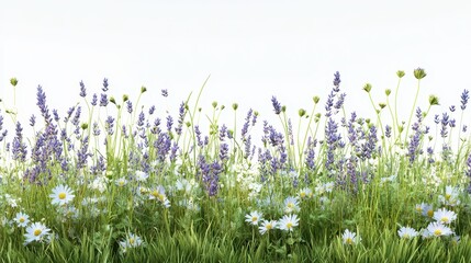 Fototapeta premium Vibrant Lavender and Daisy Meadow Seamless Spring Floral Border, 3D Rendered Wildflower Image for Design Projects