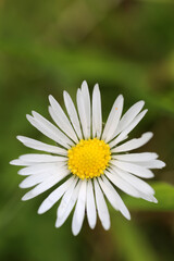Obraz premium Leucanthemum vulgare inflorescence - ox-eye daisy - oxeye daisy -Chrysanthemum leucanthemum - Asteraceae