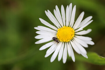 Fototapeta premium Orius niger on Leucanthemum vulgare inflorescence - ox-eye daisy - oxeye daisy -Chrysanthemum leucanthemum - Asteraceae - Heteroptera