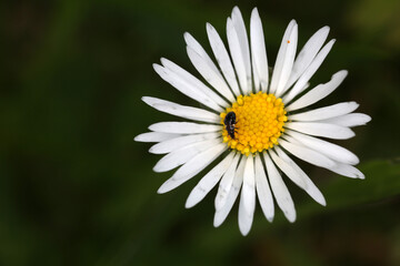 Fototapeta premium Orius niger on Leucanthemum vulgare inflorescence - ox-eye daisy - oxeye daisy -Chrysanthemum leucanthemum - Asteraceae - Heteroptera