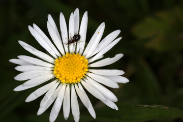 Obraz premium Orius niger on Leucanthemum vulgare inflorescence - ox-eye daisy - oxeye daisy -Chrysanthemum leucanthemum - Asteraceae - Heteroptera