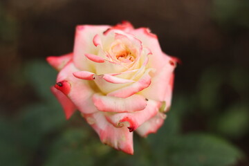 pink rose with water drops