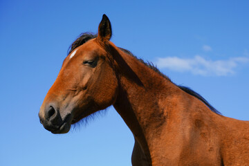 Obraz premium Brown horse standing in a sunny meadow with clear blue sky on a bright afternoon