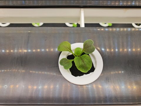 Hydroponics vegetable that do not need any ground or soil for plant