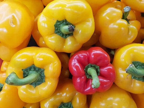 Fresh yellow and red bell pepper or capicum. Fresh capcicum or some call bell pepper on sale in Asian market