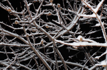 柿の枝に積もった雪