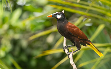 Montezumastirnvogel (Psarocolius montezuma, Syn.: Gymnostinops montezuma)