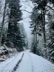 Snowy winter in the forest