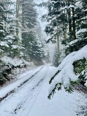Snowy winter in the forest