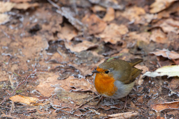 European Robin seen in Autumn 2025 at the Grube Fernie in Großen-Linden, Hessia, Germany.