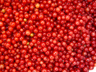 collected red currant berries in a bucket