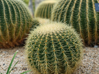 Close-up photo of golden-thorned golden prickly pear cactus (Echinocactus grusonii)
