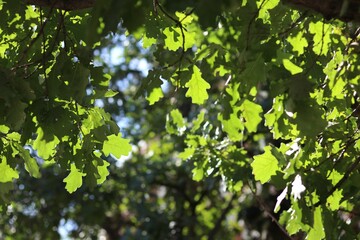 Fototapeta premium green leaves background