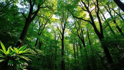 Obraz premium Lush greenery and towering trees in a dense forest environment, with sunlight filtering through the canopy above, forest floor, natural products, plants