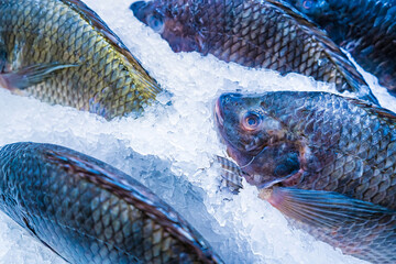 Fresh Fish Laid Out on Ice at Seafood Market