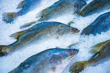 Fresh Fish Laid Out on Ice at Seafood Market