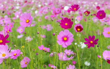 Cosmos flowers blooming in garden,pink cosmos flower blooming in the field,Pink Cosmos bipinnatus 