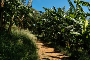 Obraz premium palm tree and sky